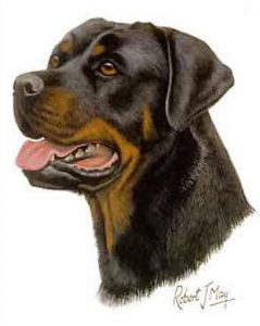 Rottweiler Greeting Cards